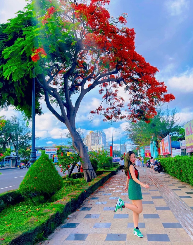 Dân tình “bấn loạn” trước cây phượng hai màu đang “sốt xình xịch” ở Vũng Tàu, rủ nhau đến check-in rần rần - Ảnh 8. Dân tình “bấn loạn” trước cây phượng hai màu đang “sốt xình xịch” ở Vũng Tàu, rủ nhau đến check-in rần rần - Ảnh 8.