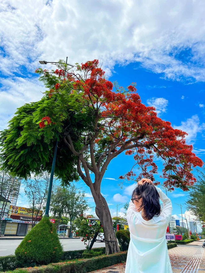 Dân tình “bấn loạn” trước cây phượng hai màu đang “sốt xình xịch” ở Vũng Tàu, rủ nhau đến check-in rần rần - Ảnh 9. Dân tình “bấn loạn” trước cây phượng hai màu đang “sốt xình xịch” ở Vũng Tàu, rủ nhau đến check-in rần rần - Ảnh 9.