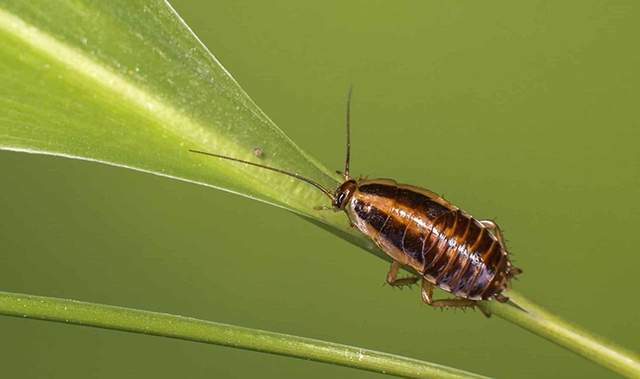 Tin xấu: Loài gián đang hình thành những đột biến giúp chúng kháng lại thuốc xịt côn trùng - Ảnh 5.