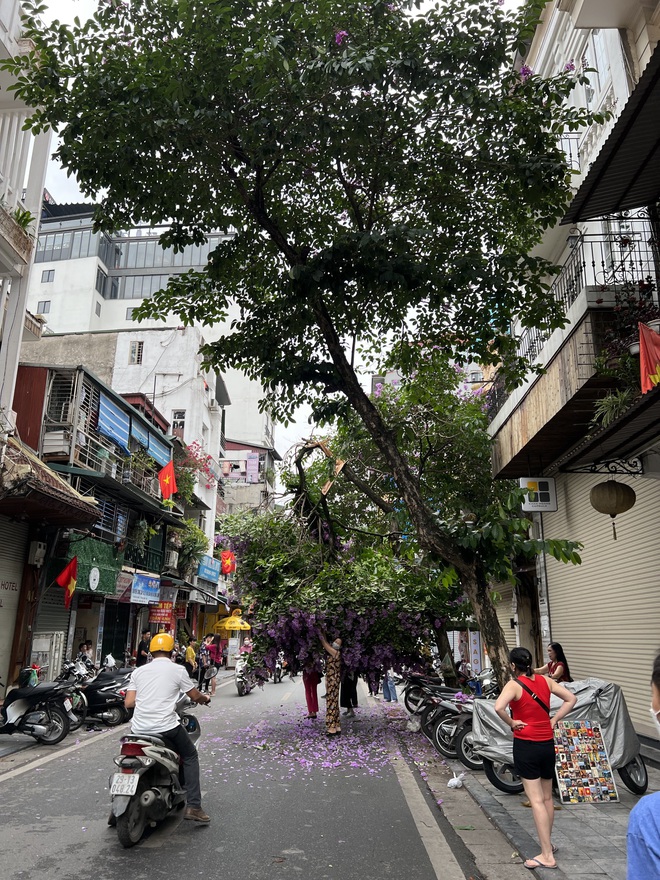 Hà Nội: Cây bằng lăng tím phố cổ gãy cành, người dân chụp ảnh bất chấp nguy hiểm - Ảnh 1.