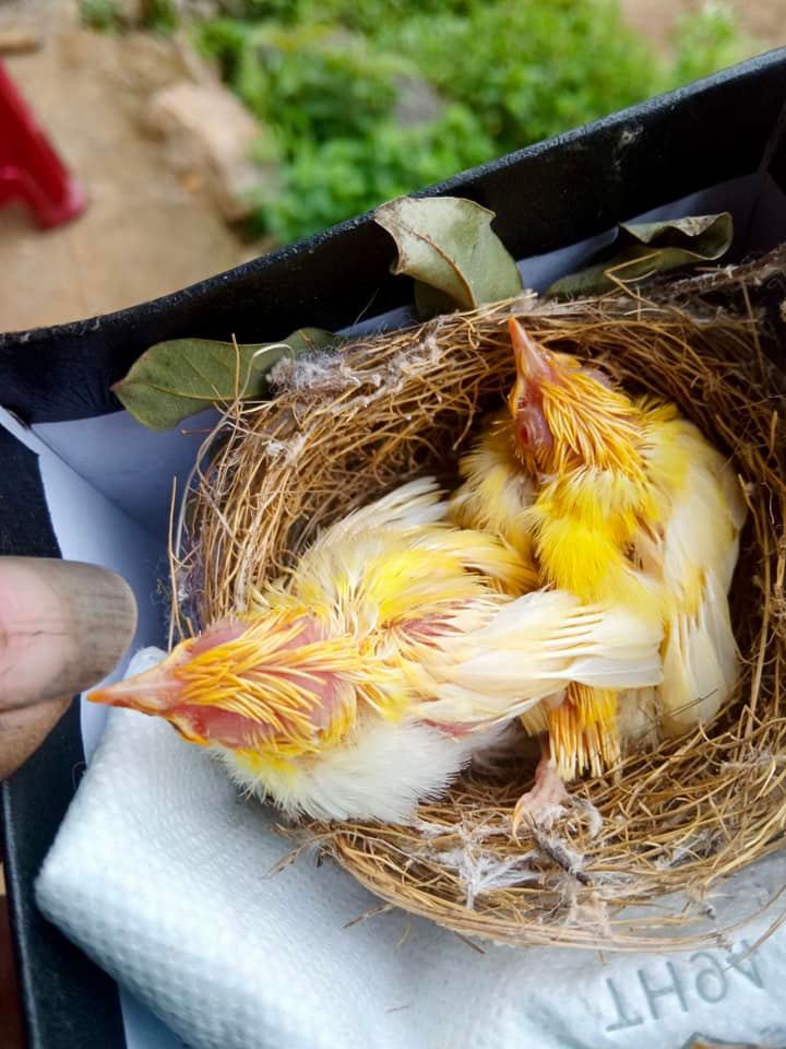 Doanh nhân Hà Nội chi 400 triệu mua tổ chim hoàng khuyên mắt đỏ ruby quý  hiếm
