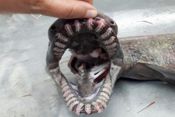 Tận mắt thấy ‘quái vật biển’ có tới 300 chiếc răng - Ảnh 4.