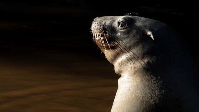 Nghề trông trẻ: Công cuộc chăm sóc thế hệ sư tử biển mới tại New Zealand - Ảnh 5.