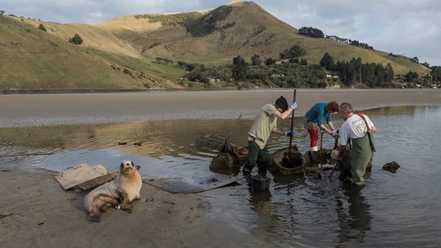 Nghề trông trẻ: Công cuộc chăm sóc thế hệ sư tử biển mới tại New Zealand - Ảnh 7.
