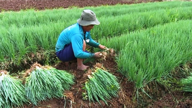 Những lưu ý khi lựa chọn, bảo quản, sử dụng hành lá  - Ảnh 2.