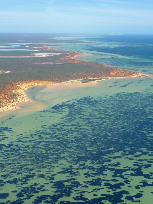 Úc: cá thể thực vật lớn nhất thế giới đã già 4.500 tuổi, phủ vùng nước rộng gấp 40 lần Hồ Tây - Ảnh 2.