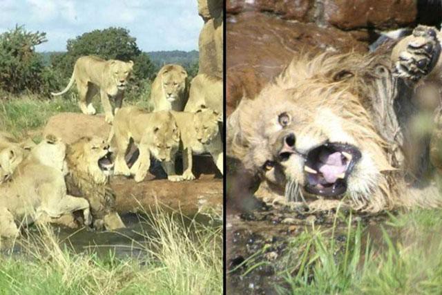 ‘Vua đồng cỏ’ suýt chết khi bị bầy sư tử cái tấn công - Ảnh 1.