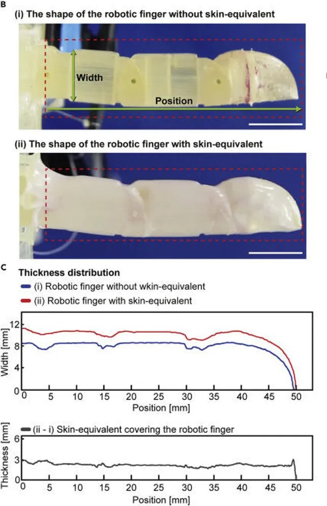 Các nhà khoa học chế tạo thành công da sống cho robot từ tế bào người - Ảnh 2.