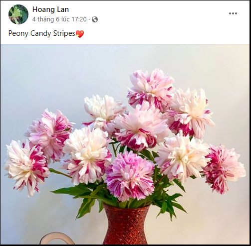 Thú chơi cắm hoa peony trong nhà được nhiều chị em theo đuổi, mặc kệ giá lên đến vài trăm nghìn/bông, nghe lí do ai cũng bất ngờ  - Ảnh 7.