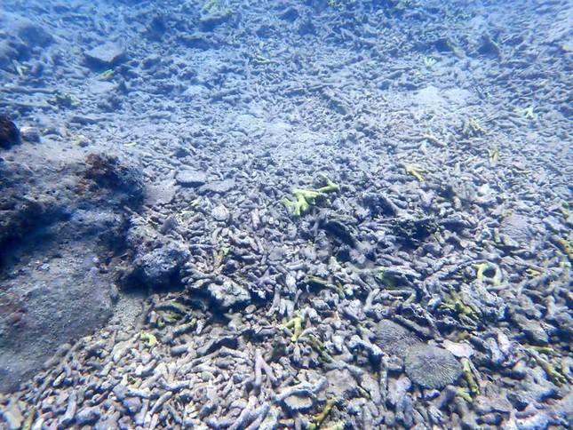 Chuyên gia lý giải nguyên nhân khiến rạn san hô quý giá ở Nha Trang tan nát - Ảnh 2.