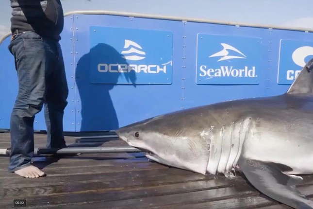 Cảnh báo cá mập trắng dài 4m ẩn nấp trong đầm phá ở Florida - Ảnh 1.