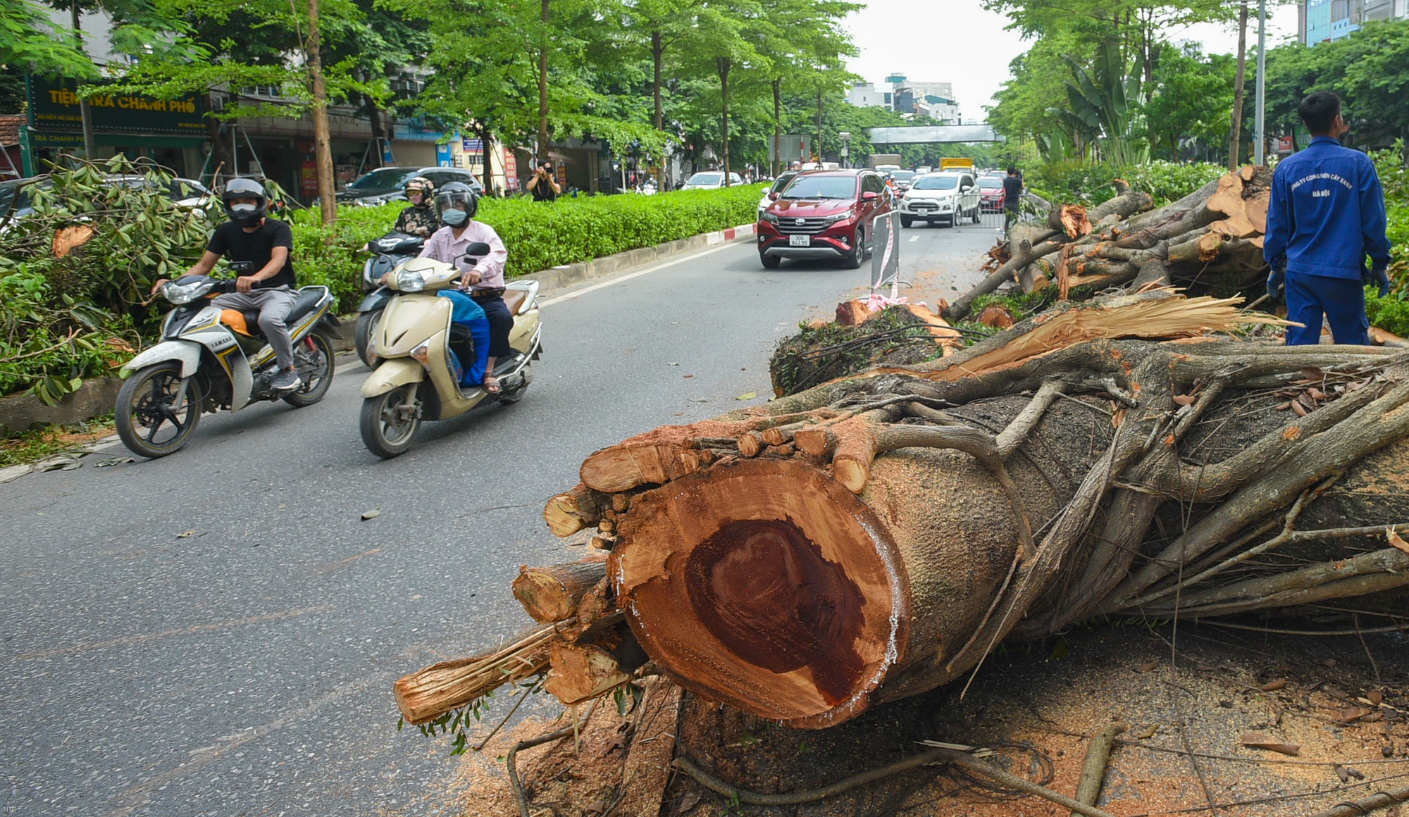 Cây đa trăm tuổi cổ nhất Thủ đô bất ngờ gãy cành, giao thông ùn tắc nghiêm trọng - Ảnh 6.