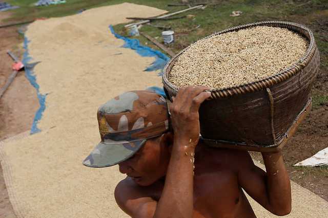 Giá gạo tăng 5 tháng liên tiếp lên mức cao nhất 1 năm qua - Ảnh 1.