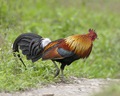 Nghiên cứu mới cho thấy gà rừng đã được thuần hóa từ những vựa lúa vùng Đông Nam Á - Ảnh 11.