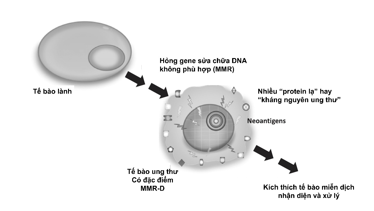 Liệu pháp miễn dịch mới chữa lành 100% ca bệnh ung thư: Hiểu đúng như thế nào? - Ảnh 2.