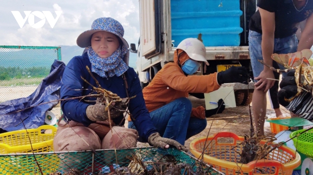  Tôm hùm Phú Yên tăng giá nhẹ  - Ảnh 1.