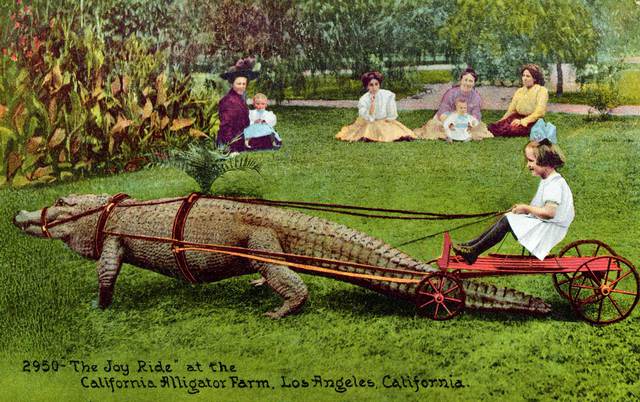 Những bức ảnh hiếm hoi về trại cá sấu những năm 1920 tại California, nơi trẻ em có thể cưỡi và chơi với cá sấu! - Ảnh 9.