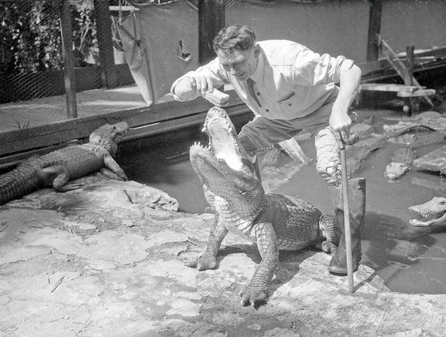Những bức ảnh hiếm hoi về trại cá sấu những năm 1920 tại California, nơi trẻ em có thể cưỡi và chơi với cá sấu! - Ảnh 10.