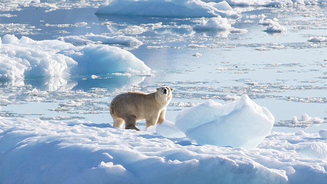 Phát hiện quần thể gấu Bắc Cực mới ở Greenland - Ảnh 1.