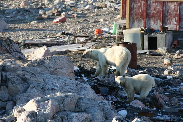 Phát hiện quần thể gấu Bắc Cực mới ở Greenland - Ảnh 8.