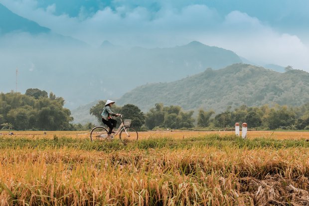 Mai Châu đang là thiên đường lúa chín đầu hạ đẹp nhất nhì vùng Tây Bắc, thu hút rất nhiều bạn trẻ đến chụp ảnh - Ảnh 1.