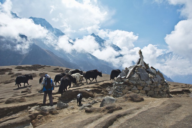 Người Sherpa trên dãy Himalaya đã tiến hóa để trở thành những vận động viên leo núi siêu phàm - Ảnh 6.