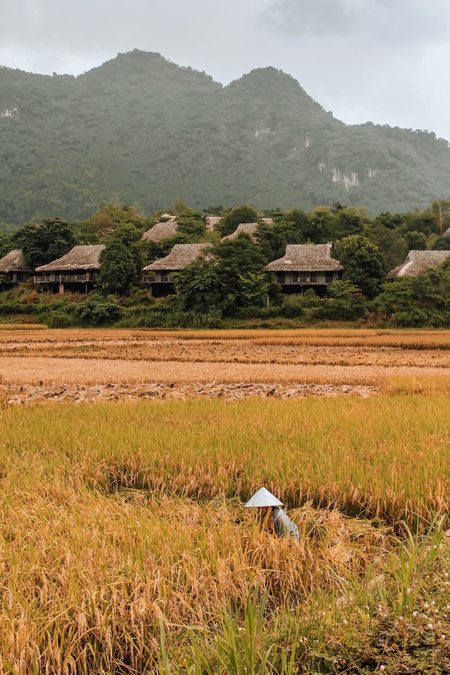 Mai Châu đang là thiên đường lúa chín đầu hạ đẹp nhất nhì vùng Tây Bắc, thu hút rất nhiều bạn trẻ đến chụp ảnh - Ảnh 8.