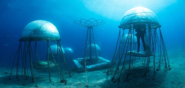 Scientific miracle: Nemo Garden, an undersea vegetable farm - Photo 11.