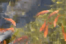 Trầm trồ thăm ao cá khủng trên sân thượng 80m2 của anh nông dân phố ở TP.HCM - Ảnh 1.
