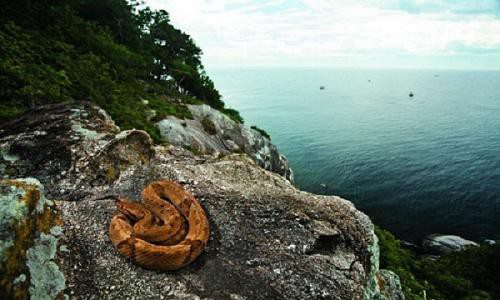 ‘Hòn đảo tử thần’ nơi hàng vạn con rắn độc ngự trị - Ảnh 3.