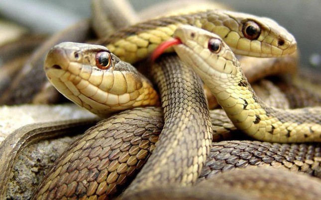 ‘Hòn đảo tử thần’ nơi hàng vạn con rắn độc ngự trị - Ảnh 4.