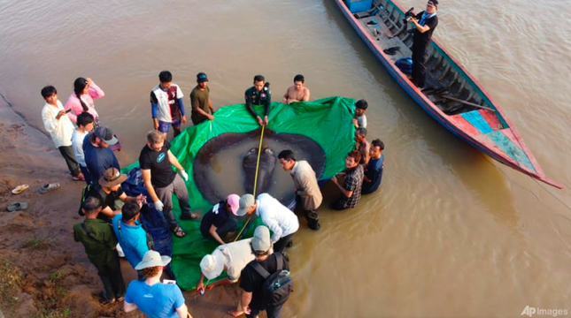 Bắt được cá đuối khổng lồ trên sông Mekong - Ảnh 2.