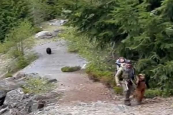 Đi bộ đường dài, gia đình 3 con chạm trán gấu đen và cái kết - Ảnh 1.