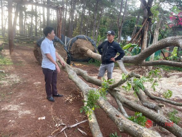 Rộ mốt chơi cây khủng, me, sung, chòi mòi trước cho không ai lấy giờ đua săn lùng, giá hàng chục triệu - Ảnh 4.