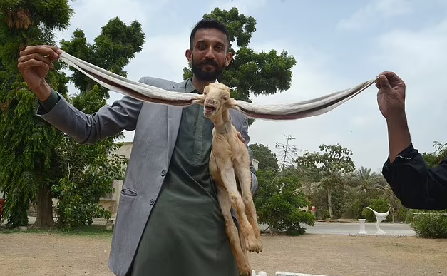 Cận cảnh đôi tai dài gần 50cm có một không hai của chú dê ở Pakistan - Ảnh 1.