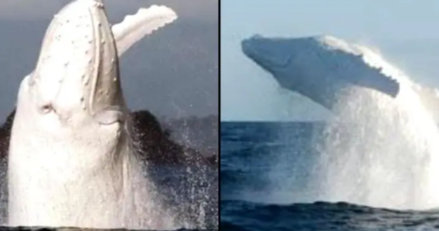 Truy tìm dấu vết của cá voi lưng gù bạch tạng nổi tiếng của Australia - Ảnh 1.