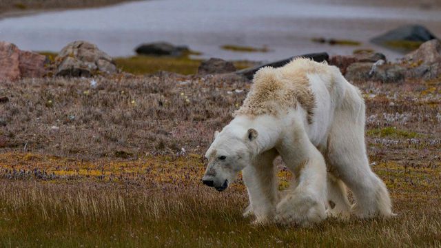 Khi Bắc Cực không còn băng: Đâu sẽ là số phận của những con gấu trắng cuối cùng - Ảnh 3.