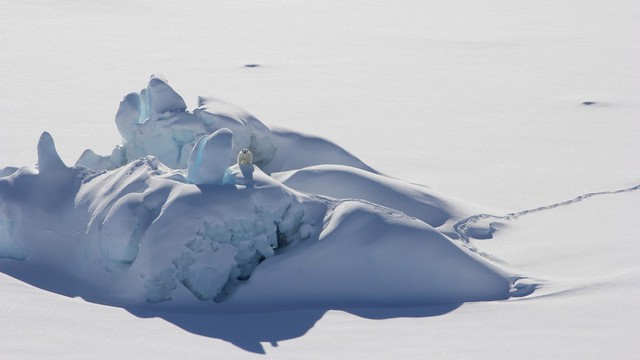 Khi Bắc Cực không còn băng: Đâu sẽ là số phận của những con gấu trắng cuối cùng - Ảnh 6.