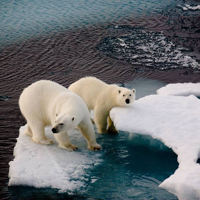Khi Bắc Cực không còn băng: Đâu sẽ là số phận của những con gấu trắng cuối cùng - Ảnh 9.