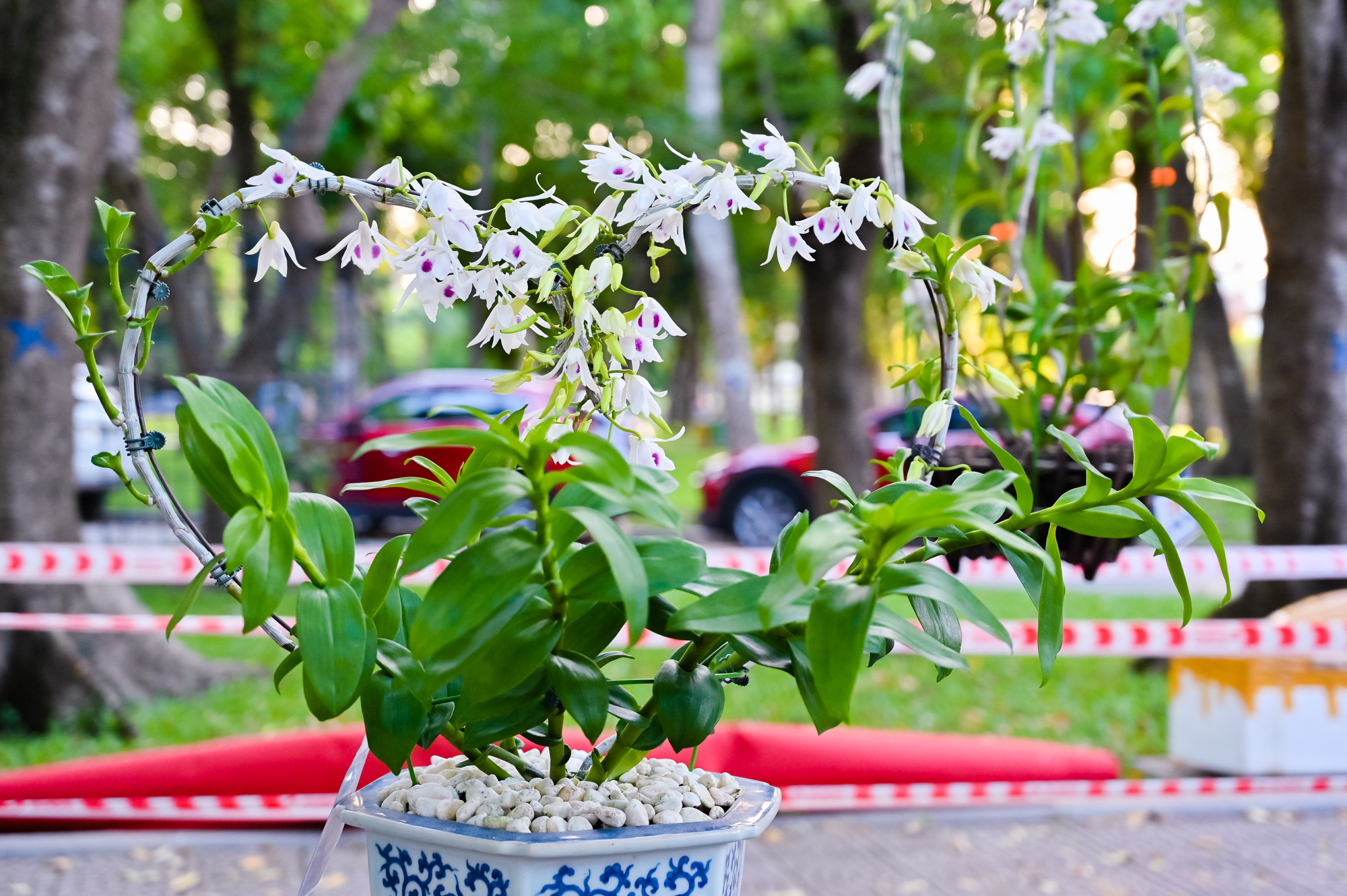 Dân chơi lan rủ nhau về Hà Nội, khoe khéo cây tiền tỷ trong ngày hội lớn nhất cả nước - Ảnh 9.