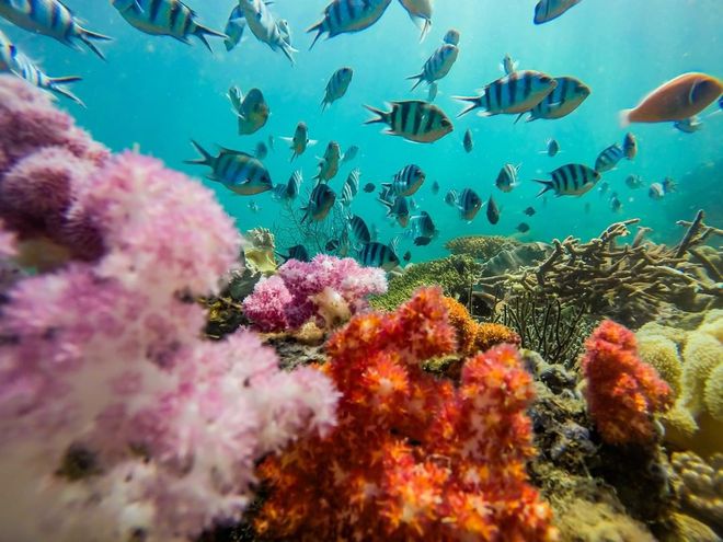Những rạn san hô tuyệt đẹp ở các vùng biển Việt Nam đứng trước nguy cơ suy giảm hàng loạt, nhiều nơi đã phải lên kế hoạch để giải cứu - Ảnh 2.
