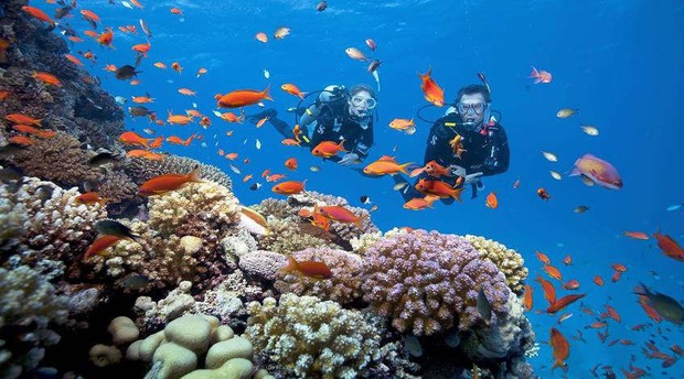 Những rạn san hô tuyệt đẹp ở các vùng biển Việt Nam đứng trước nguy cơ suy giảm hàng loạt, nhiều nơi đã phải lên kế hoạch để giải cứu - Ảnh 14.