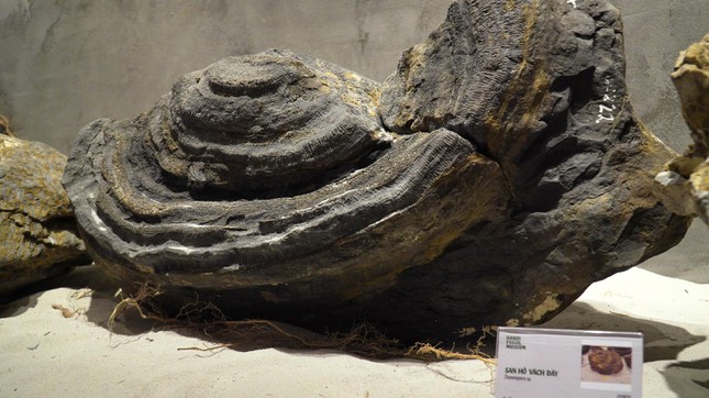 Phiến đá cổ có niên đại ‘khủng’ 2,9 tỷ năm được trưng bày tại Huế - Ảnh 5.