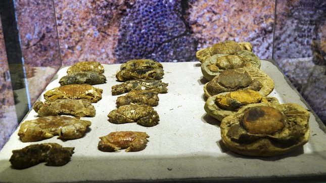 Phiến đá cổ có niên đại ‘khủng’ 2,9 tỷ năm được trưng bày tại Huế - Ảnh 9.