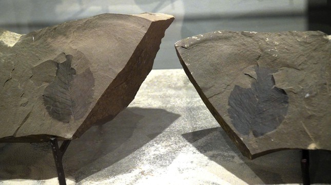 Phiến đá cổ có niên đại ‘khủng’ 2,9 tỷ năm được trưng bày tại Huế - Ảnh 10.