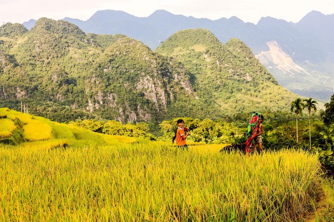 Pù Luông đang vào mùa lúa chín đẹp nhất trong năm: Nhất định phải đi vì góc nào đứng vào cũng rất thơ - Ảnh 2.