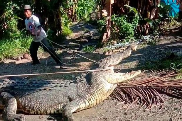 Dùng dây thừng bắt sống cá sấu dài 4,3 m ở Indonesia - Ảnh 1.
