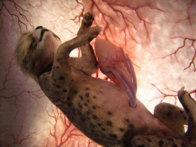 Những bức ảnh siêu âm 4D sắc nét hiếm hoi về cảnh tượng động vật khi còn ở trong bụng mẹ - Ảnh 2.