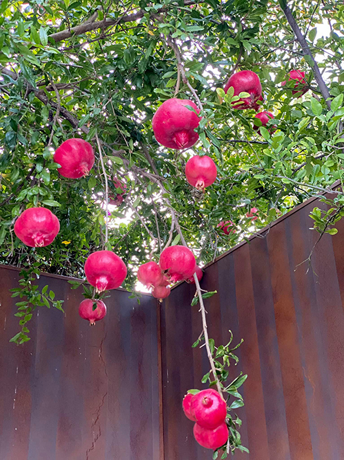 Không chỉ sen, vườn nhà Dương Mỹ Linh ở Mỹ ngập sắc hoa - Ảnh 11.