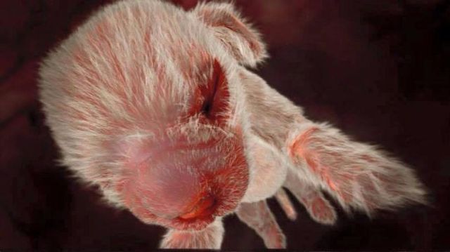 Những bức ảnh siêu âm 4D sắc nét hiếm hoi về cảnh tượng động vật khi còn ở trong bụng mẹ - Ảnh 13.